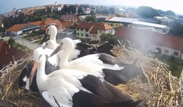 Obraz podglądu z kamery internetowej Storks Uherský Brod